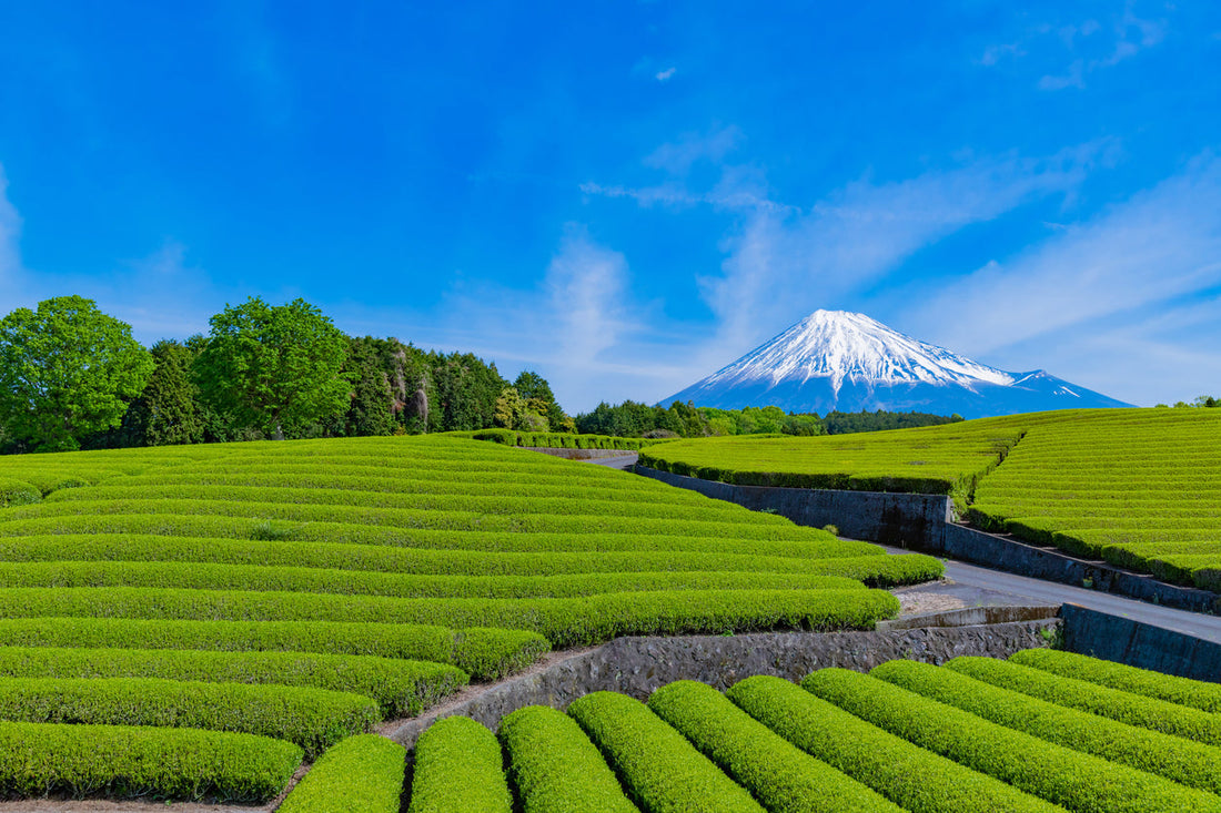Loose-leaf green tea leaves with a tea field in the background