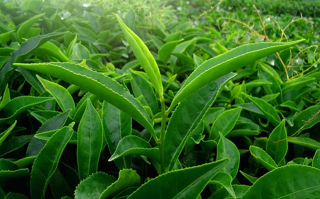 Fresh Camellia sinensis tea leaves growing in a tea garden