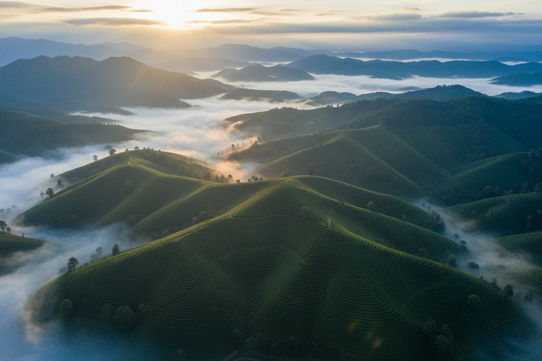 Tea terraces on mountain slopes
